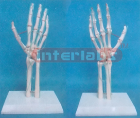 BIG ARM AND HUMERUS BONE MODEL WITH SUPERFICIAL VEIN MODEL